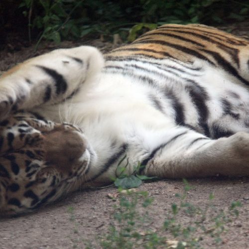 Zoologijos sodas prieš rekonstrukciją.  © Laimučio Brundzos nuotr.