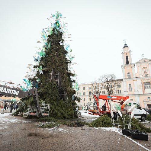 Žmonės plūsta prie apdegusios Kauno eglės  © Eitvydo Kinaičio nuotr.