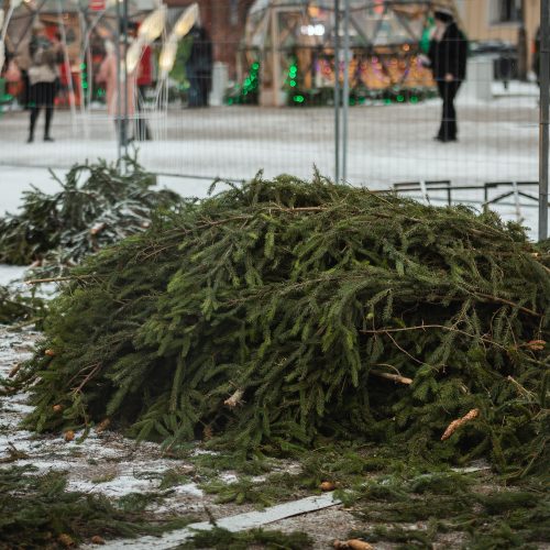 Žmonės plūsta prie apdegusios Kauno eglės  © Eitvydo Kinaičio nuotr.