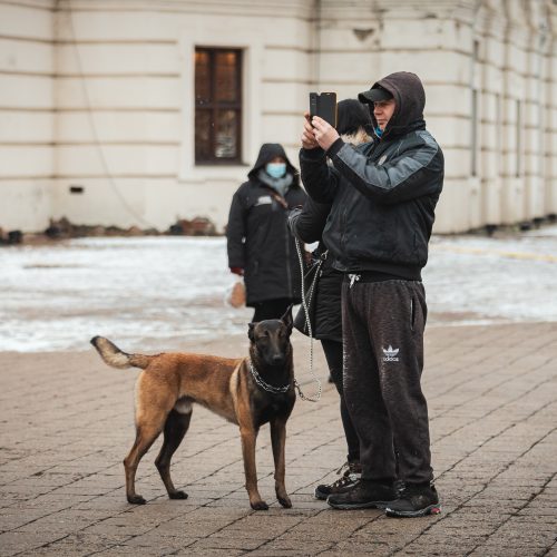 Žmonės plūsta prie apdegusios Kauno eglės  © Eitvydo Kinaičio nuotr.