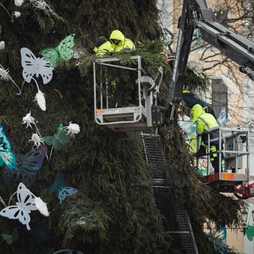 Žmonės plūsta prie apdegusios Kauno eglės  © Eitvydo Kinaičio nuotr.