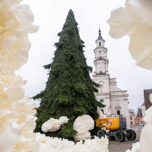 Rotušės aikštėje puošiama Kalėdų eglė  © Justinos Lasauskaitės nuotr.