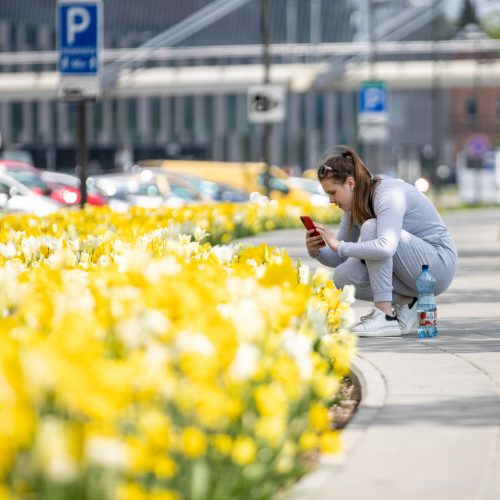 Kauną papuošė tūkstančiai gėlių  © Justinos Lasauskaitės nuotr.