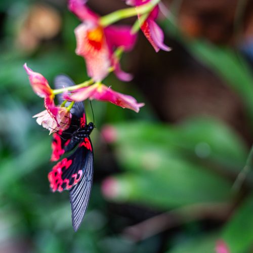 Tropiniai drugeliai VDU Botanikos sode  © Regimanto Zakšensko nuotr.