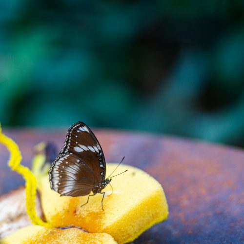 Tropiniai drugeliai VDU Botanikos sode  © Regimanto Zakšensko nuotr.