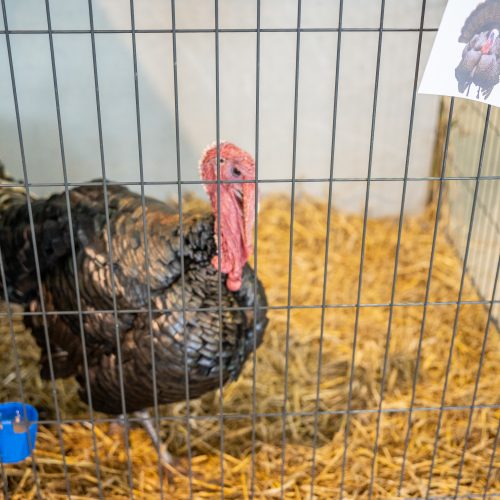Gyvulininkystės paroda VDU Žemės ūkio akademijoje  © Regimanto Zakšensko nuotr.