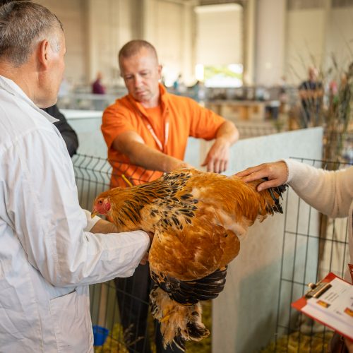 Gyvulininkystės paroda VDU Žemės ūkio akademijoje  © Regimanto Zakšensko nuotr.