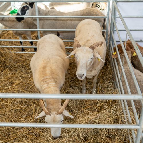 Gyvulininkystės paroda VDU Žemės ūkio akademijoje  © Regimanto Zakšensko nuotr.