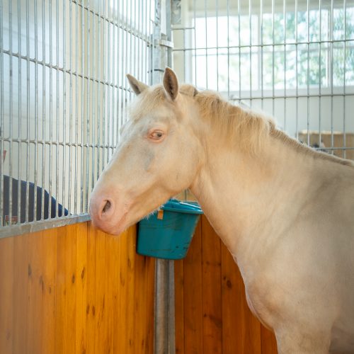 Gyvulininkystės paroda VDU Žemės ūkio akademijoje  © Regimanto Zakšensko nuotr.