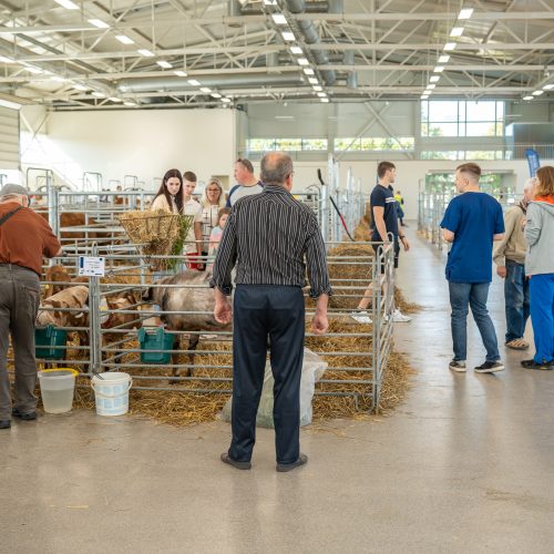 Gyvulininkystės paroda VDU Žemės ūkio akademijoje  © Regimanto Zakšensko nuotr.