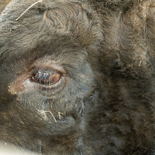 Gyvulininkystės paroda VDU Žemės ūkio akademijoje  © Regimanto Zakšensko nuotr.