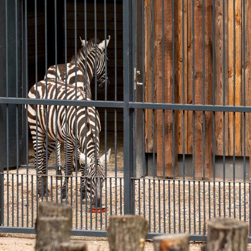 Zoologijos sode pristatyti zebrai  © Regimanto Zakšensko nuotr.