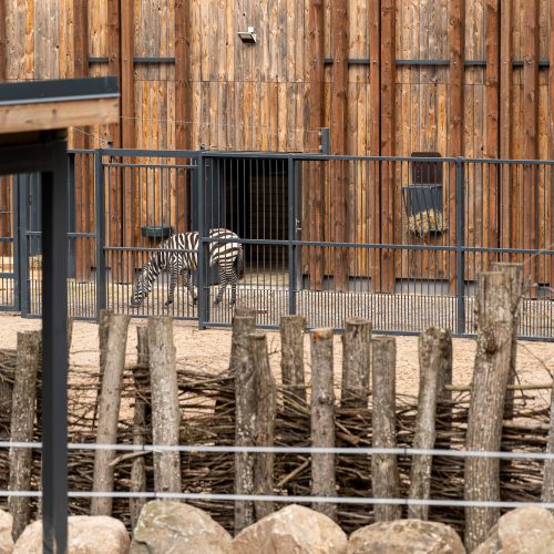 Zoologijos sode pristatyti zebrai  © Regimanto Zakšensko nuotr.