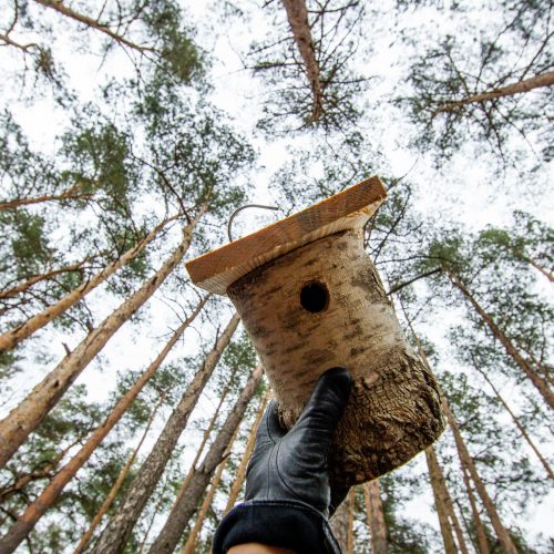 Grįžtantiems paukščiams – nauji inkilai  © I. Gelūno / Fotobanko nuotr.