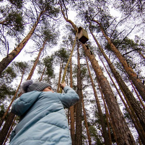 Grįžtantiems paukščiams – nauji inkilai  © I. Gelūno / Fotobanko nuotr.