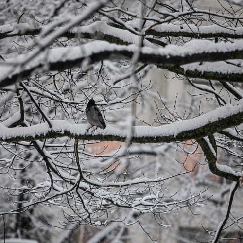 Gausus sniegas užklojo Vilnių  © P. Peleckio, G. Skaraitienės / Fotobanko nuotr.