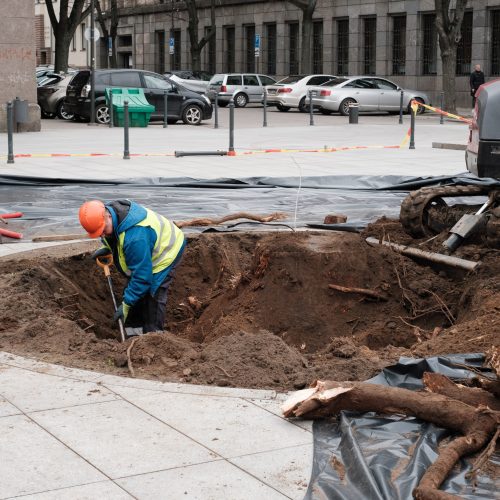 Naujai susodintos liepos Laisvės alėjoje  © Edgaro Cickevičiaus nuotr.