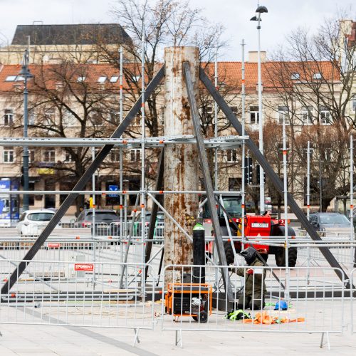 Vilniaus Kalėdų eglės statymo darbai  © S. Lisausko / BNS nuotr.