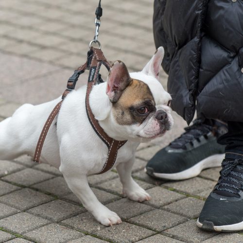 Renginys „Mamos už mamas! Palaikymo valanda Rasai Račienei“  © Butauto Barausko nuotr.