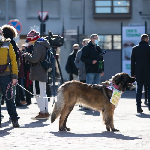 Prie Seimo – protestas dėl vairavimo egzaminų atnaujinimo  © I. Gelūno / Fotobanko nuotr.