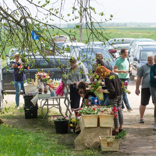 Burbiškio dvaro parke – tulpių jūra  © Butauto Barausko nuotr.