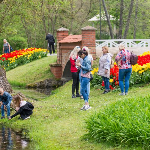 Burbiškio dvaro parke – tulpių jūra  © Butauto Barausko nuotr.