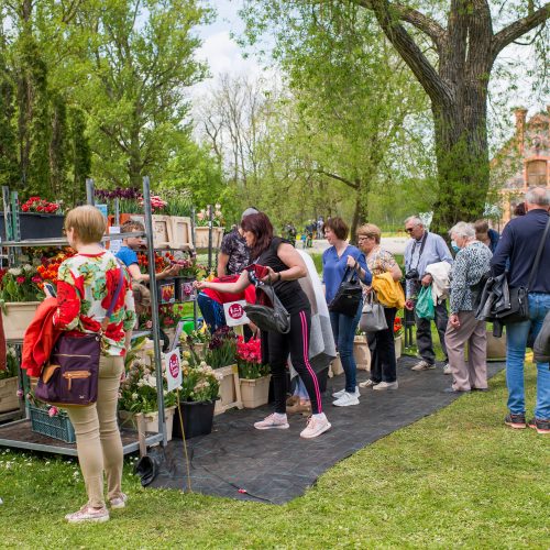 Burbiškio dvaro parke – tulpių jūra  © Butauto Barausko nuotr.