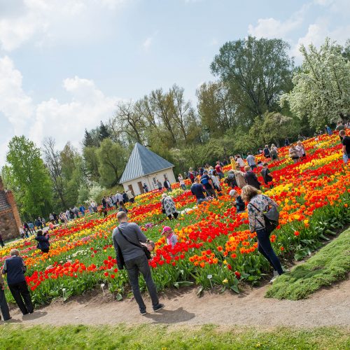 Burbiškio dvaro parke – tulpių jūra  © Butauto Barausko nuotr.