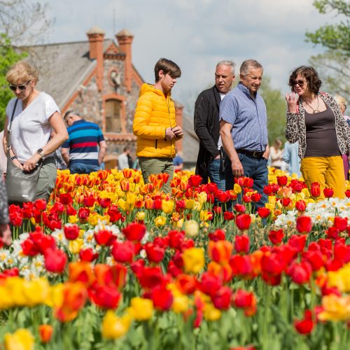 Burbiškio dvaro parke – tulpių jūra  © Butauto Barausko nuotr.