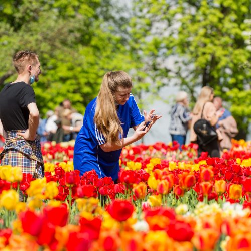 Burbiškio dvaro parke – tulpių jūra  © Butauto Barausko nuotr.