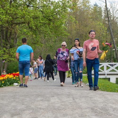 Burbiškio dvaro parke – tulpių jūra  © Butauto Barausko nuotr.