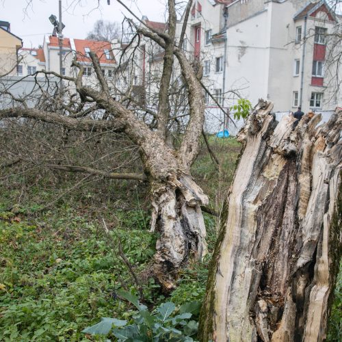 Kaune paskelbta „Krepšinio namų“ statybų pradžia  © Teodoro Biliūno nuotr.