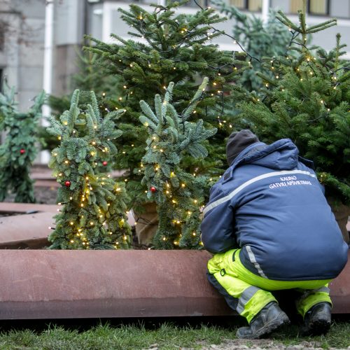 Prie savivaldybės jau puošiamas kalėdinių eglučių parkelis  © Vilmanto Raupelio nuotr.