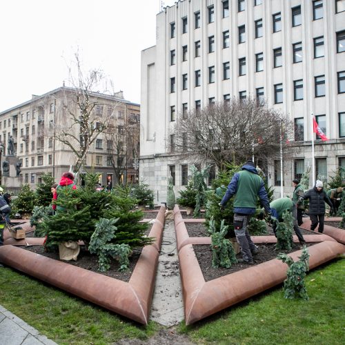 Prie savivaldybės jau puošiamas kalėdinių eglučių parkelis  © Vilmanto Raupelio nuotr.