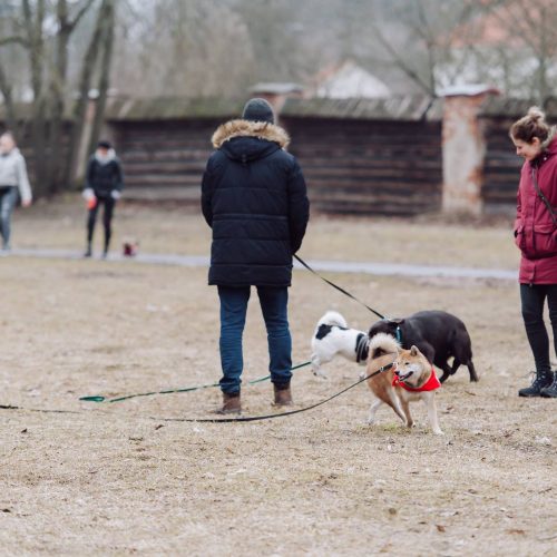 Šunų susitikimas prie Pažaislio vienuolyno  © „Charizma photography“ nuotr.