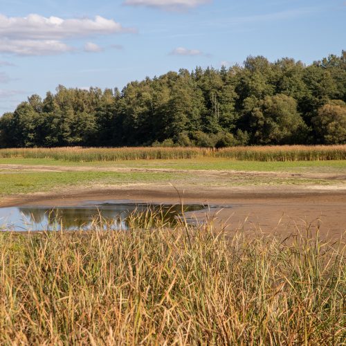 Kazlų Rūdos tvenkinyje išgaišo žuvys  © Regimanto Zakšensko, feisbuko nuotr.