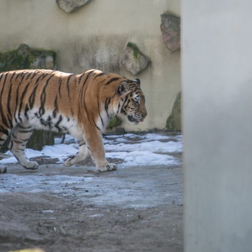 Zoologijos sodas - vėl atviras  © Vilmanto Raupelio nuotr.