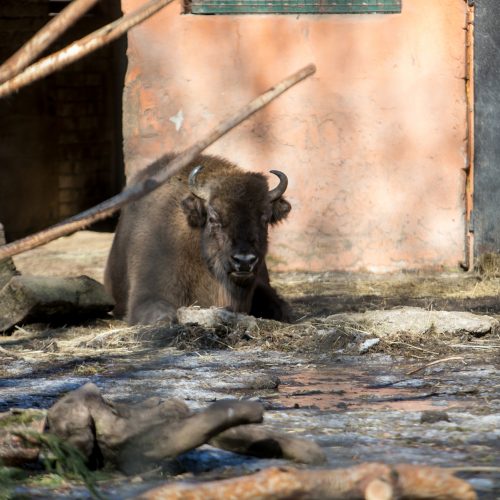 Zoologijos sodas - vėl atviras  © Vilmanto Raupelio nuotr.