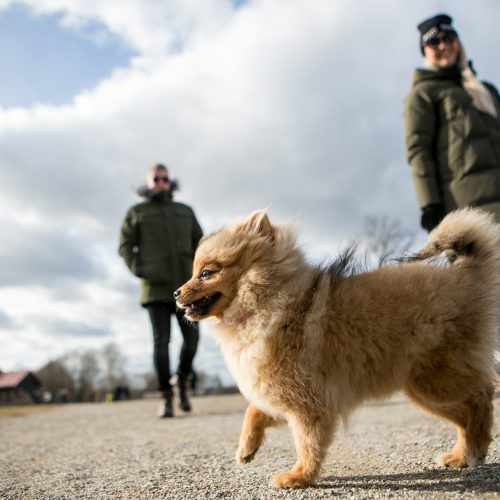 Pasivaikščiojimas po Kauno senamiestį  © Vilmanto Raupelio nuotr.