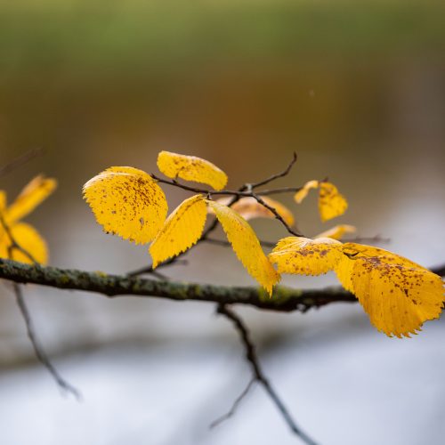 Auksinis ruduo sostinėje  © I. Gelūno / Fotobanko nuotr.