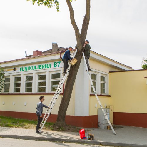 Nauji Kauno akcentai – inkilai  © Laimio Steponavičiaus nuotr.