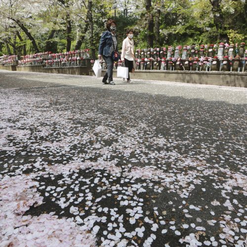 Japonijoje žydi sakuros  © Scanpix nuotr.
