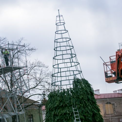 Kalėdinės eglutės ruošimo darbai  © Vilmanto Raupelio nuotr.