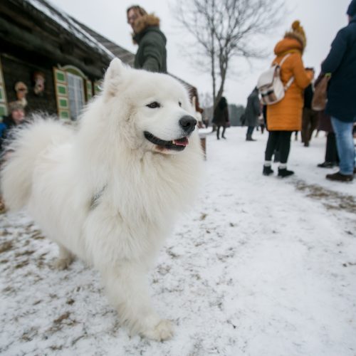 Šimtmečio Užgavėnės Rumšiškėse  © Vilmanto Raupelio nuotr.