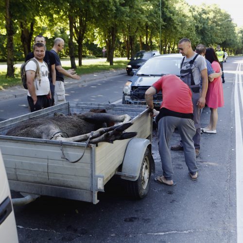 Liepojos gatvėje nutrenktas briedis  © Vytauto Petriko nuotr.