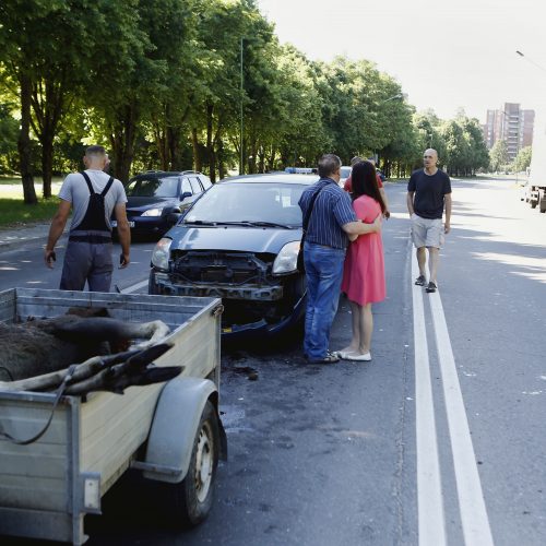 Liepojos gatvėje nutrenktas briedis  © Vytauto Petriko nuotr.