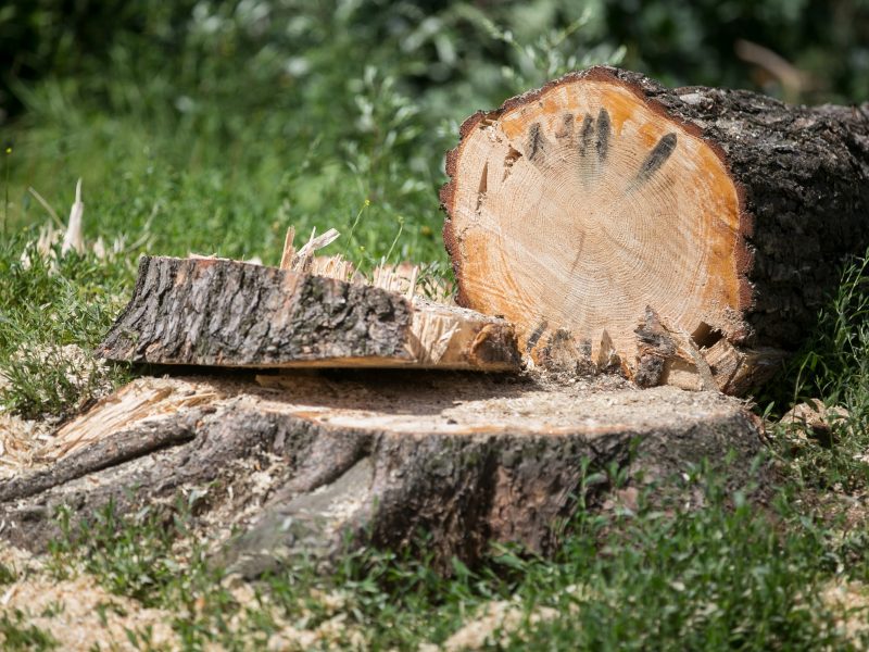 Seimo komiteto atstovai siūlo du tris kartus didinti baudas už neteisėtą medžių kirtimą
