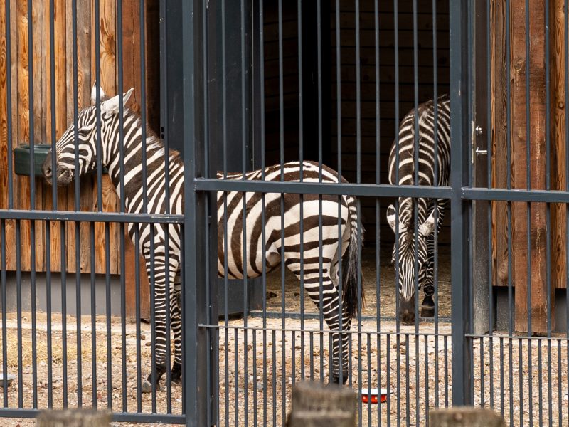 Zoologijos sode pristatyti zebrai