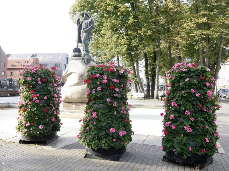 Klaipėda žydės lyg gėlynas
