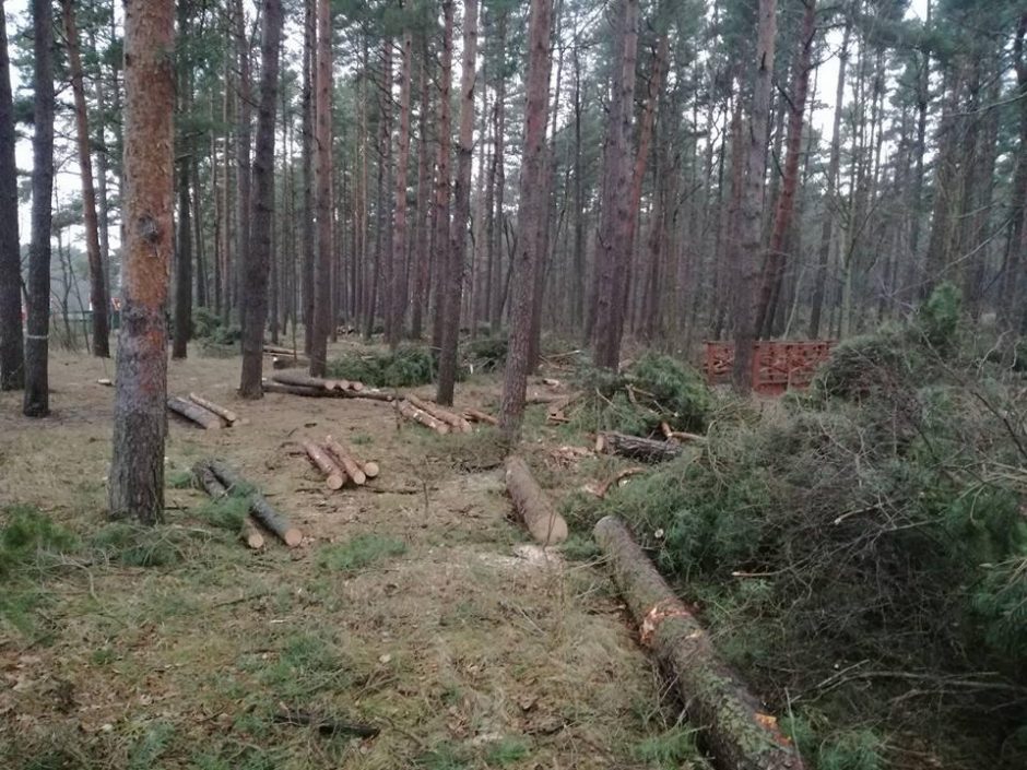 Dėl kertamo miško – palangiškių įsiūtis